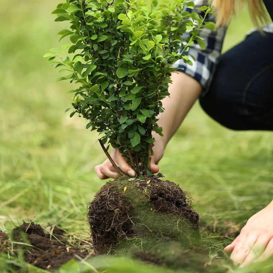 planting a flower