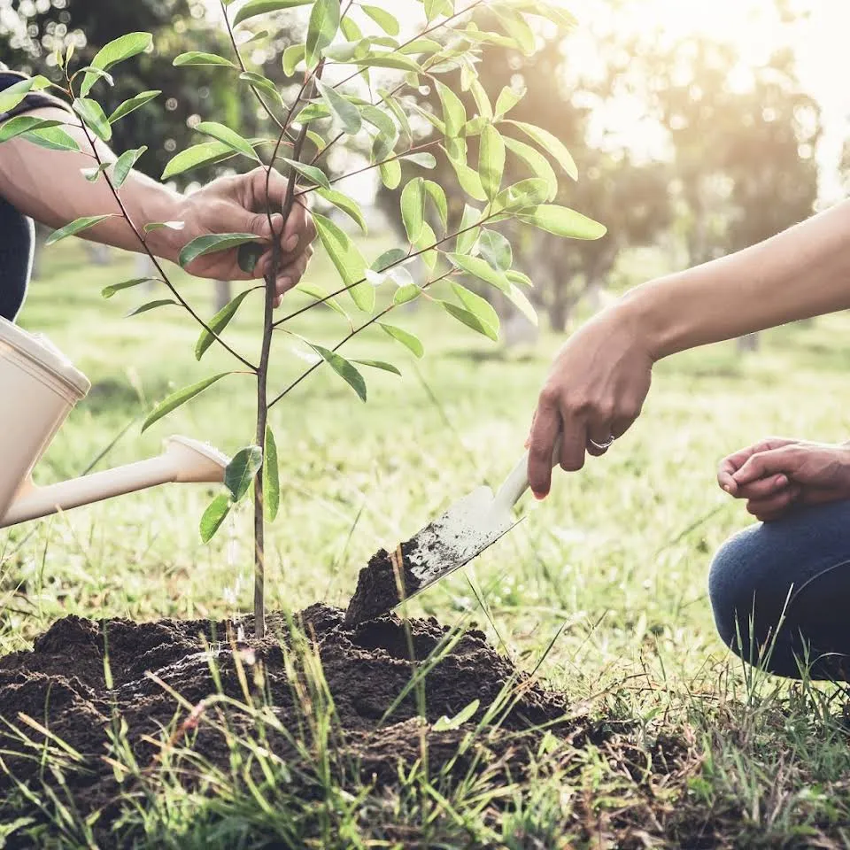 woman plating a tree