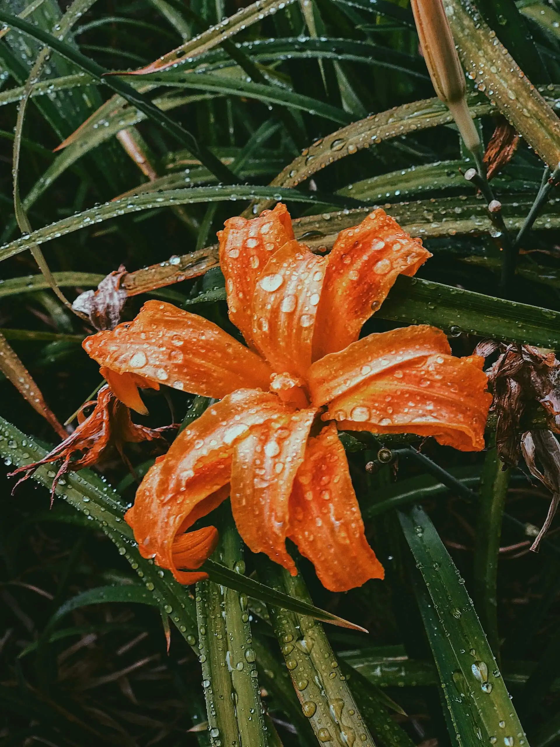 orange flower